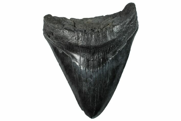 Bargain, Fossil Megalodon Tooth - South Carolina #296119